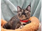 Endeavor Domestic Shorthair Young Female