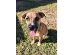 Dozier Mixed Breed (Large) Puppy Male