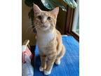 Gourd Domestic Shorthair Young Male