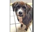 Betsy B Cairn Terrier Adult Female