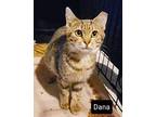 Dana Domestic Shorthair Kitten Female