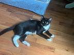 Seeley Booth Domestic Shorthair Young Male