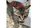 Magee Domestic Shorthair Kitten Male
