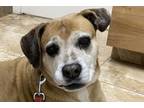 Lucy Mixed Breed (Large) Senior Female