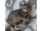 Mochi Domestic Shorthair Kitten Male