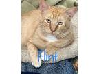 Flint Domestic Shorthair Adult Male