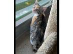 Kewpie Mayo Domestic Shorthair Kitten Female