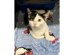 Nash - Black & White Kitten in foster care Domestic Shorthair Young Male