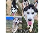 Buick - FOSTER NEEDED Adult Male