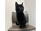 Mill Mill Domestic Shorthair Adult Female