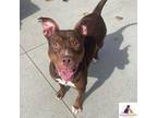 Ursula American Pit Bull Terrier Adult Female