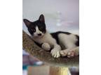 Florence Domestic Shorthair Adult Female