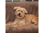 Topher Terrier (Unknown Type, Small) Young Male