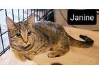 Janine Domestic Shorthair Kitten Female