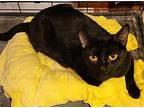 Enid Domestic Shorthair Young Female