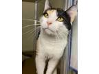 Charlotte Domestic Shorthair Adult Female