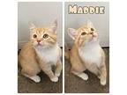 Maddie - NN - SR 2 Domestic Shorthair Kitten Female