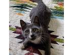 Banjo Domestic Shorthair Kitten Male