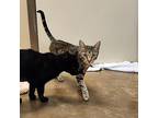 Boo - Bonded with Charlie - Great Indoor/Outdoor Cats Domestic Shorthair Adult