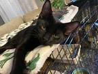 Moose Domestic Shorthair Young Male