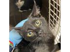 Callie Domestic Shorthair Young Female