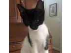 Sasha Domestic Shorthair Young Female