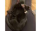 Panther Bonded with Marcianne Domestic Mediumhair Kitten Male