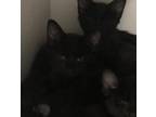 Treat Domestic Shorthair Kitten Male