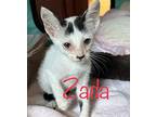 Zada Domestic Shorthair Kitten Female