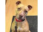 Charlotte American Pit Bull Terrier Young Female