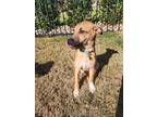 Decker Mixed Breed (Large) Puppy Male