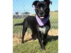 Shelby Mixed Breed (Medium) Adult Female