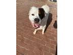 Parches Great Pyrenees Adult Male