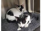 WYNN AND VANCE Domestic Shorthair Young Male