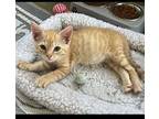 Matcha Domestic Shorthair Kitten Female