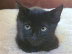 Zen (bonded w/ Harmony) Domestic Shorthair Kitten Male