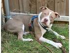 Johnny American Pit Bull Terrier Adult Male