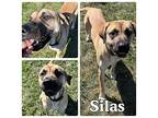 Silas - SPONSORED Black Mouth Cur Adult Male