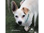 Wishbone Jack Russell Terrier Senior Male