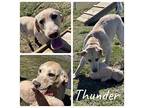 Chloe (Thunder) Labrador Retriever Young Female