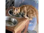 Praline Domestic Shorthair Kitten Male