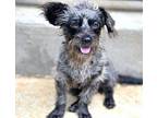 Stormy Schnoodle Adult Female