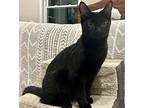 Skooter Domestic Shorthair Kitten Male