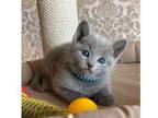 PO 2 Russian Blue Kittens Cats