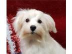 Maltese/Bichon Puppies!