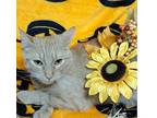 MIRACLE Domestic Shorthair Young Female