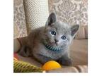 QE 2 Russian Blue Kittens Cats