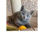 VF 2 Russian Blue Kittens Cats