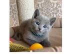 GB 2 Russian Blue Kittens Cats