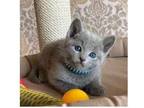 BH 2 Russian Blue Kittens Cats